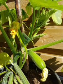 Courgette plant, klim courgette