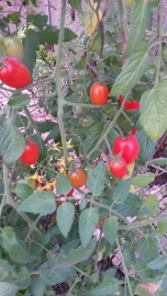 Tomaat plant, Mini Roma geënte tomaat