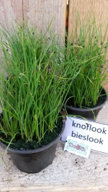 Knoflook bieslook