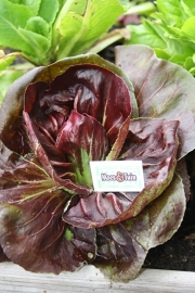 Radicchio, rode sla plant