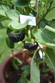 Paprika plant, Zwarte Paprika