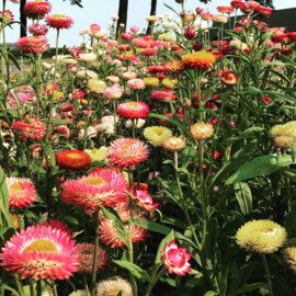 Strobloem Helichrysum 4355
