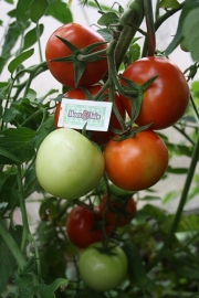 Tomaat plant, Gewone ronde tomaat