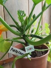 Courgette plant,  Patio courgette