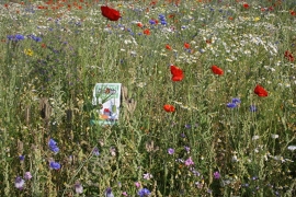 Wilde bloemenmengsel 100 gram