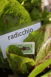 Radicchio, rode sla plant