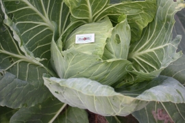 Witte kool plant