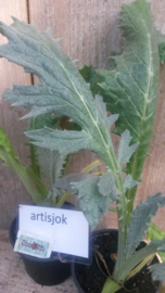 Artisjok wortelstok