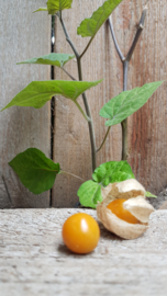 Ananas kers, goudbes, physalis