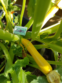 Courgette plant geel gestreept