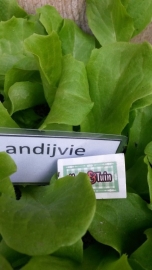 Andijvie plant