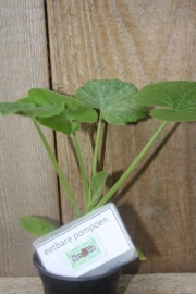 Courgette plant groen