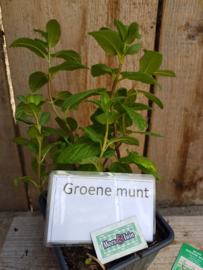 Groene munt