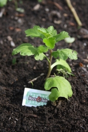 Chrysant stekken te koop