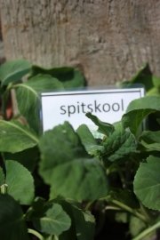 Spitskool plant