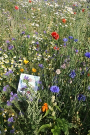 Wilde bloemenmengsel 50 gram