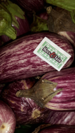 Aubergine plant, Gestreepte aubergine