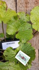 Wasabi