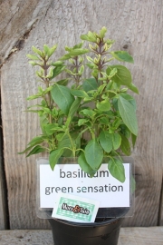 Basilicum Green Sensation