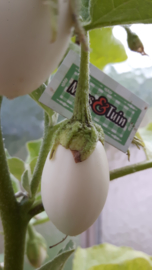 Aubergine plant, Witte ei aubergine