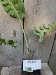 Zeekool