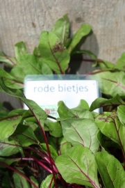 Rode Bietjes, plantjes