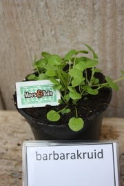 Barbarakruid, waterkers plant