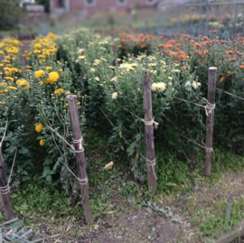 Chrysant stekken te koop