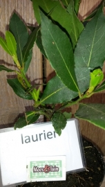 Laurier plant