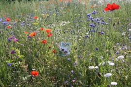 Wilde bloemenmengsel 50 gram