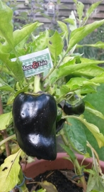 Paprika plant, Zwarte Paprika