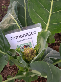 Romanesco, groene bloemkool plant