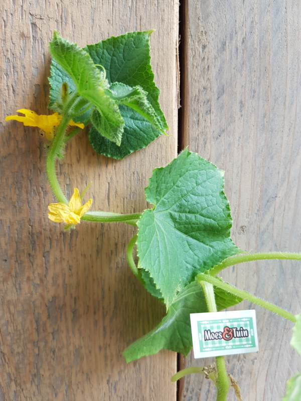 Komkommerplanten kopen, groenteplanten kopen Moes&amp;Tuin Vinkel