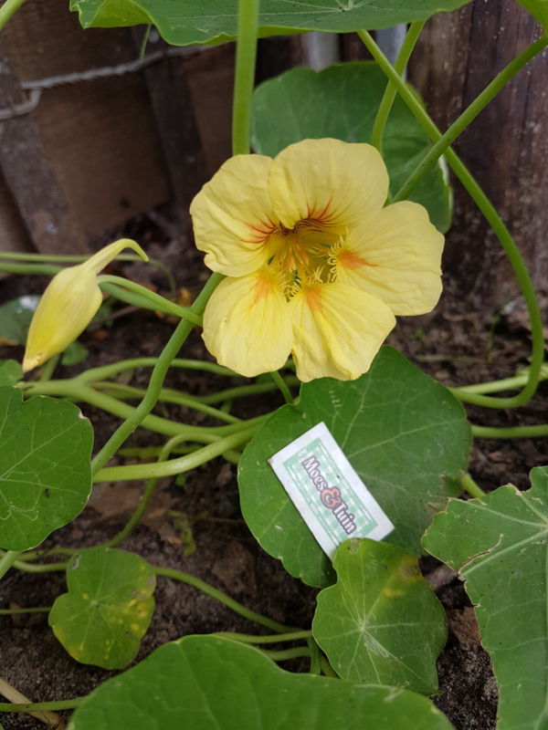 Oost Indische kers plant kopen, kruidenplanten kopen Moes&amp;Tuin Vinkel