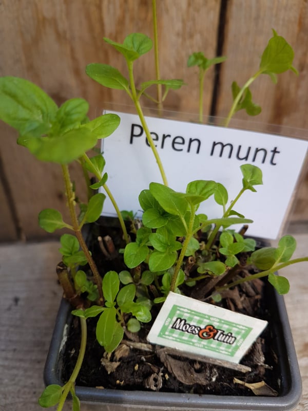 materiaal Ingenieurs labyrint Munt plant kopen, kruidenplanten kopen Moes&Tuin Vinkel