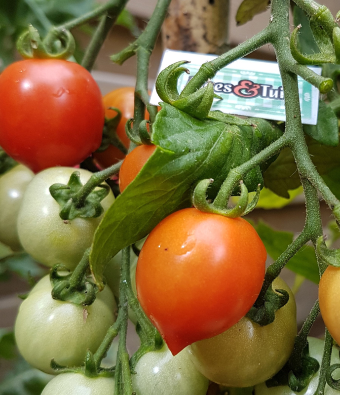 holte hoek Uitdaging Tomaten planten kopen, groenteplanten kopen Moes&Tuin Vinkel