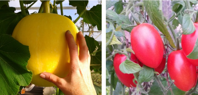 Groenteplanten kopen Moes&amp;Tuin Vinkel