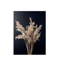 Kaart | Pampas zwart