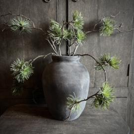 Cedrus tak 'kunst' (75 cm)