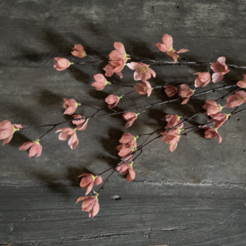 Magnolia stelata brown 'kunst' tak (L 113 cm)