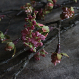 Esdoorn bloesem tak 'kunst' L (L 55 cm)