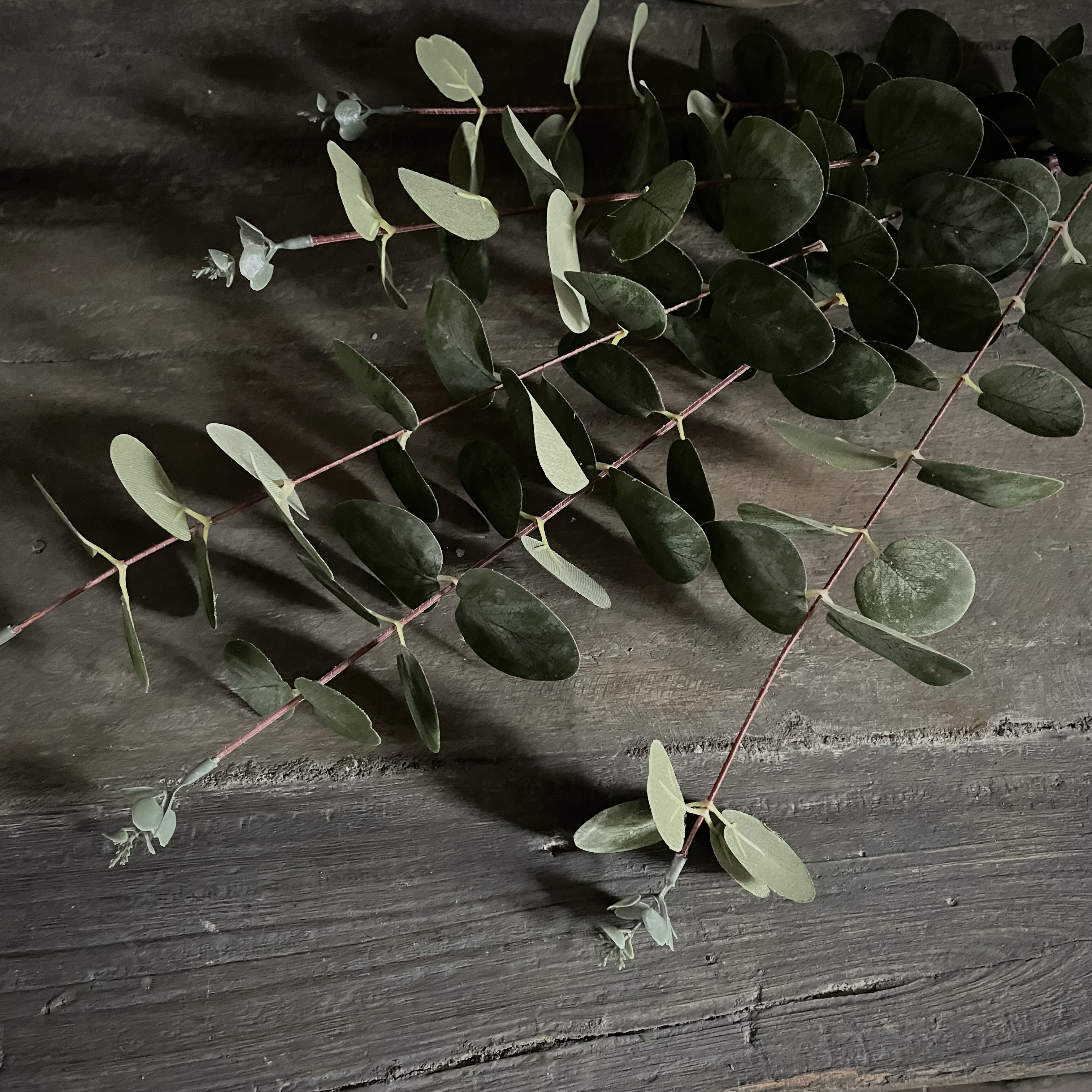 Eucalyptus 'populus' 'kunst' (L 100 cm)