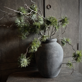 Cedrus tak 'kunst' (75 cm)