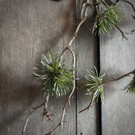 Cedrus tak 'kunst' (75 cm)