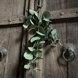 Eucalyptus 'kunst' (L 75 cm)