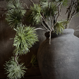 Cedrus tak 'kunst' (75 cm)