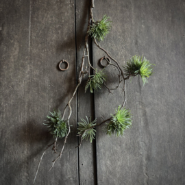 Cedrus tak 'kunst' (75 cm)