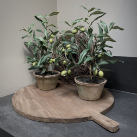 'Kunst' olijfboompje in terracotta pot  (45 cm)