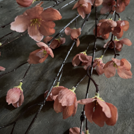 Magnolia stelata brown 'kunst' tak (L 113 cm)