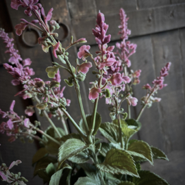 Kunst Salvia (45 cm)